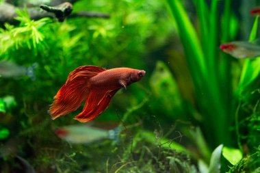 Savaşçı Siyam Balığı (Betta splendens), ayrıca betta olarak da bilinir (kırmızı)