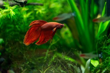 Savaşçı Siyam Balığı (Betta splendens), ayrıca betta olarak da bilinir (kırmızı)