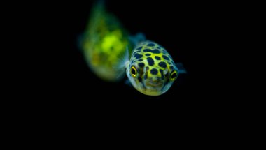 Tatlı su akvaryum balığı, benekli yeşil kirpi balığı, tetraodon veya Dichotomyctere nigroviridis 