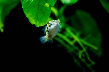 Tatlı su akvaryum balığı, benekli yeşil kirpi balığı, tetraodon veya Dichotomyctere nigroviridis 