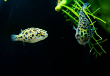 Tatlı su akvaryum balığı, benekli yeşil kirpi balığı, tetraodon veya Dichotomyctere nigroviridis 