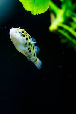 Tatlı su akvaryum balığı, benekli yeşil kirpi balığı, tetraodon veya Dichotomyctere nigroviridis 