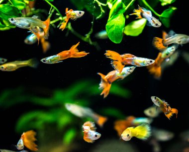 Tatlı su akvaryum balığı, guppy (Poecilia reticulata), milyonbalığı, gökkuşağı balığı