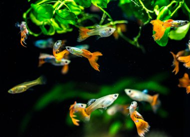 Tatlı su akvaryum balığı, guppy (Poecilia reticulata), milyonbalığı, gökkuşağı balığı