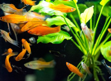 Tatlı su akvaryum balığı, Yeşil Kılıç Kuyruğu (Xiphophorus hellerii), kırmızı ve beyaz mutasyon