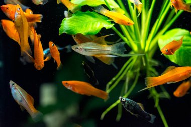 Tatlı su akvaryum balığı, Yeşil Kılıç Kuyruğu (Xiphophorus hellerii), kırmızı ve beyaz mutasyon