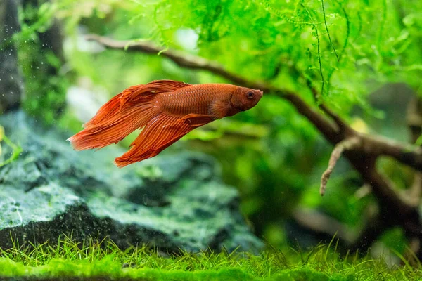 Siamesiska Fiskrika Fisk Betta Splendens Även Känd Som Betta Röd — Stockfoto