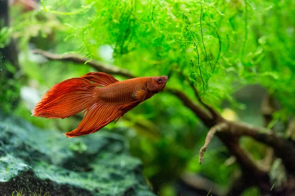 Siamesiska Fiskrika Fisk Betta Splendens Även Känd Som Betta Röd — Stockfoto