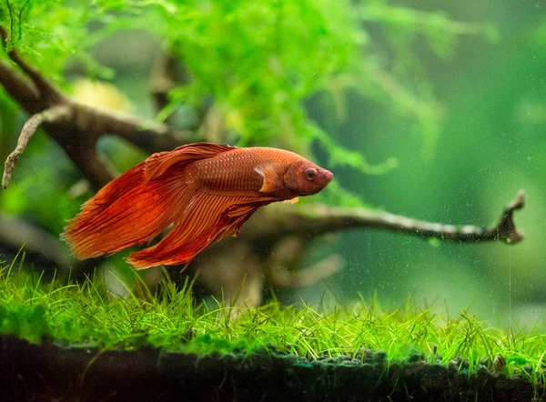 Thesiamese Peixe Combate Betta Splendens Também Conhecido Como Thebetta Vermelho — Fotografia de Stock