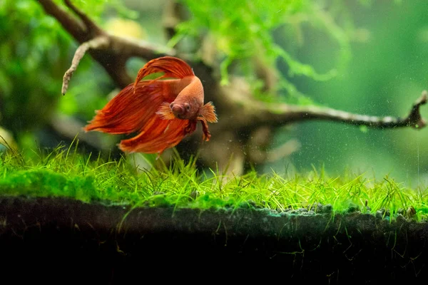 Сиамская Боевая Рыба Betta Splendens Известная Thebetta Красный — стоковое фото