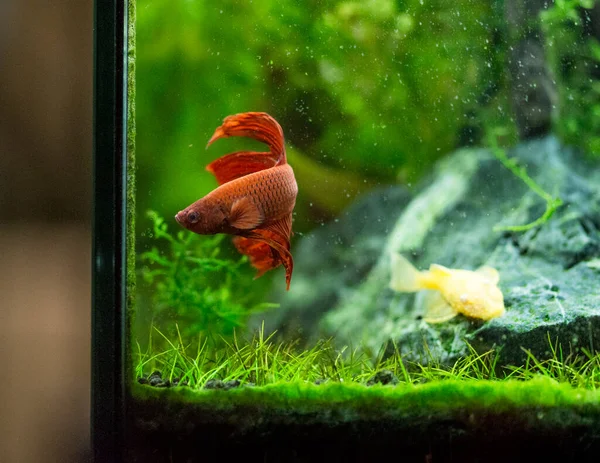 Savaşçı Siyam Balığı Betta Splendens Ayrıca Betta Olarak Bilinir Kırmızı — Stok fotoğraf