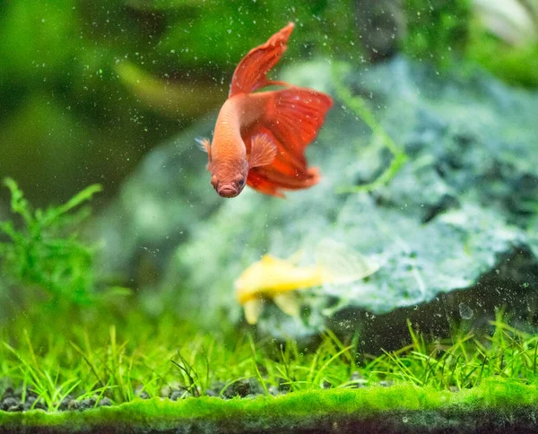 Thesiamese Peixe Combate Betta Splendens Também Conhecido Como Thebetta Vermelho — Fotografia de Stock