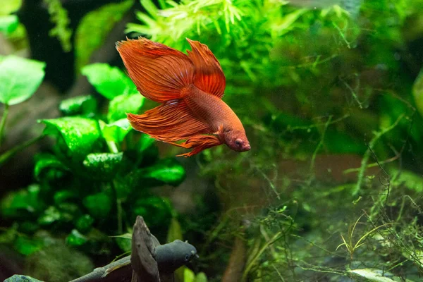 Savaşçı Siyam Balığı (Betta splendens), ayrıca betta olarak da bilinir (kırmızı)