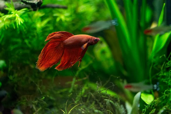 Siamesiska Fiskrika Fisk Betta Splendens Även Känd Som Betta Röd — Stockfoto