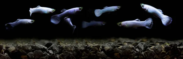 Peixes Aquário Água Doce Guppy Poecilia Reticulata Millionfish Peixe Arco — Fotografia de Stock