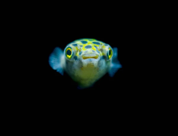 Прісноводні Акваріумні Риби Плямисто Зелена Риба Тетрадон Або Дихотомічний Нігроврідіс — стокове фото