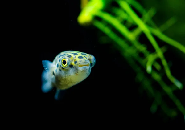 Poisson Aquarium Eau Douce Poisson Globe Vert Tacheté Tétraodon Dichotomyctere — Photo