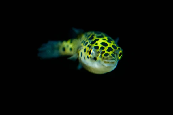 Peixes Aquário Água Doce Peixes Balão Verdes Manchados Tetraodon Dichotomyctere — Fotografia de Stock