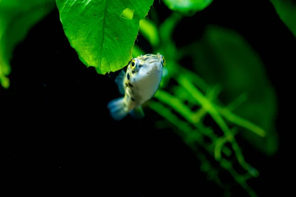 Poisson Aquarium Eau Douce Poisson Globe Vert Tacheté Tétraodon Dichotomyctere — Photo