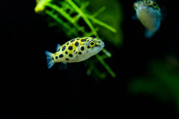 Poisson Aquarium Eau Douce Poisson Globe Vert Tacheté Tétraodon Dichotomyctere — Photo