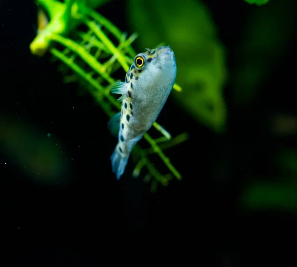 Süßwasser Aquarienfische Grüner Kugelfisch Tetraodon Oder Dichotomyctere Nigroviridis — Stockfoto