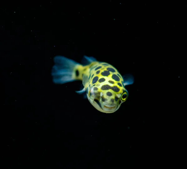 Freshwater Aquarium Fish Spotted Green Pufferfish Tetraodon Dichotomyctere Nigroviridis — Stock Photo, Image