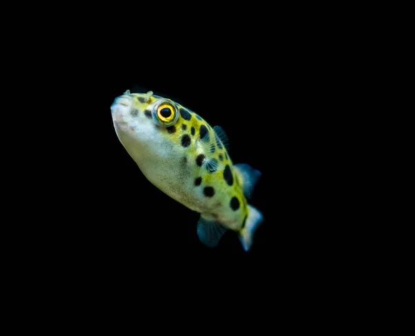 Peixes Aquário Água Doce Peixes Balão Verdes Manchados Tetraodon Dichotomyctere — Fotografia de Stock