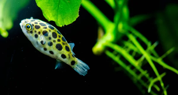 Peces Acuario Agua Dulce Pez Globo Verde Manchado Tetraodonte Dichotomyctere — Foto de Stock