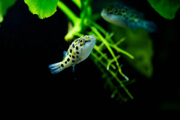 Tatlı Akvaryum Balığı Benekli Yeşil Kirpi Balığı Tetraodon Veya Dichotomyctere — Stok fotoğraf