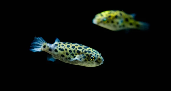 Freshwater Aquarium Fish Spotted Green Pufferfish Tetraodon Dichotomyctere Nigroviridis — 스톡 사진