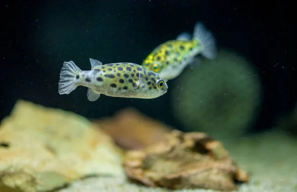 Tatlı Akvaryum Balığı Benekli Yeşil Kirpi Balığı Tetraodon Veya Dichotomyctere — Stok fotoğraf