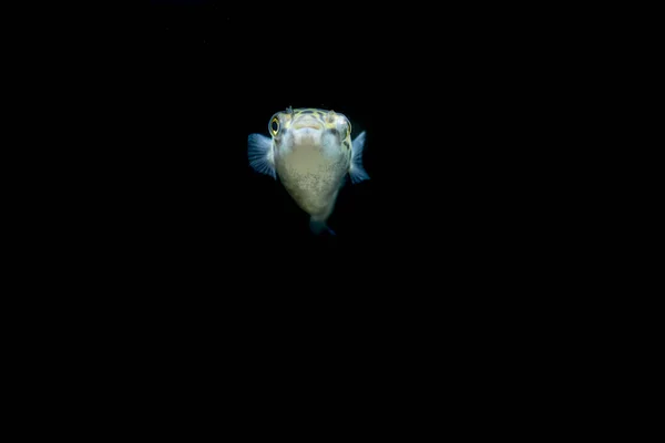 Pesci Acquario Acqua Dolce Pesci Palla Verdi Maculati Tetraodon Dichotomyctere — Foto Stock