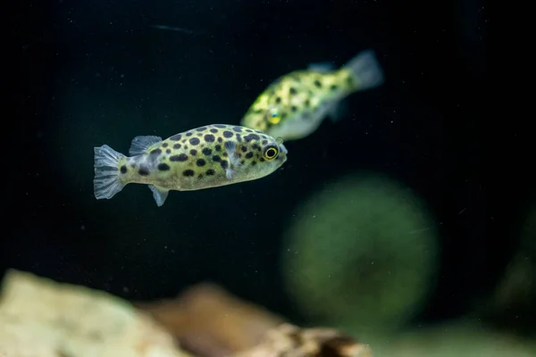 Tatlı Akvaryum Balığı Benekli Yeşil Kirpi Balığı Tetraodon Veya Dichotomyctere — Stok fotoğraf