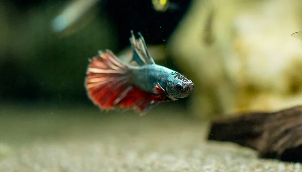 Savaşçı Siyam Balığı (Betta ihtişamlı), diğer adıyla Beta Balığı