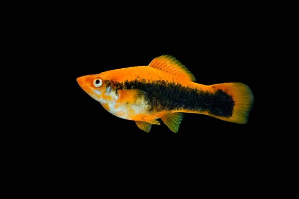 Freshwater Aquarium Fish Green Swordtail Xiphophorus Hellerii Red White Mutation — Stock Photo, Image