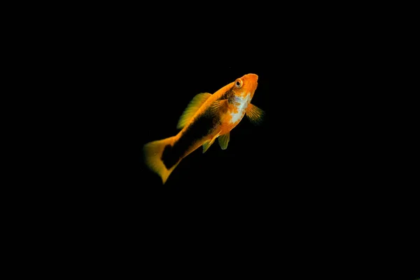 Прісноводні Акваріумні Риби Зелений Мечоносець Xiphophorus Hellicer Червоно Біла Мутація — стокове фото