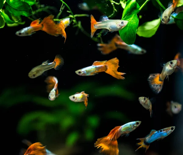 Freshwater Aquarium Fish Guppy Poecilia Reticulata Millionfish Rainbow Fish — Stock Photo, Image