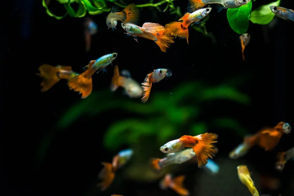 Aquário Água Doce Peixes Guppy Poecilia Reticulata Millionfish Peixe Arco — Fotografia de Stock