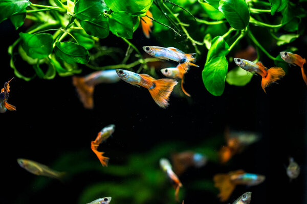 Пресноводные аквариумные рыбы, Гуппи (Poecilia reticulata), миллионные рыбы, радужные рыбы
