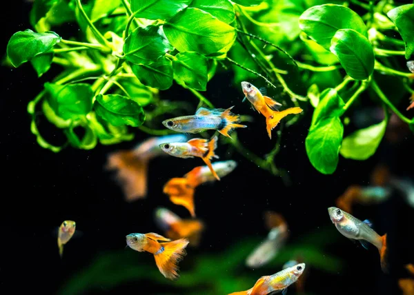 Tatlı Akvaryum Balığı Guppy Poecilia Reticulata Milyonbalığı Gökkuşağı Balığı — Stok fotoğraf