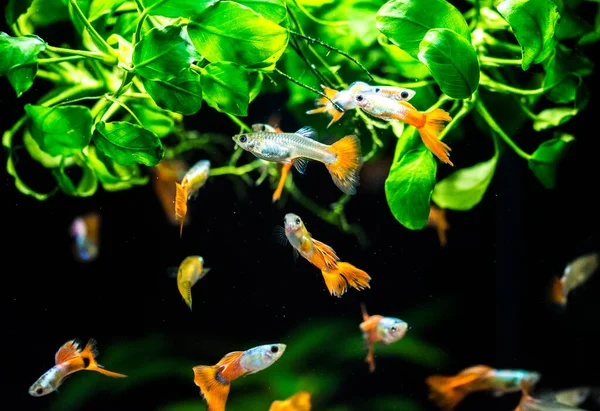 Aquário Água Doce Peixes Guppy Poecilia Reticulata Millionfish Peixe Arco — Fotografia de Stock