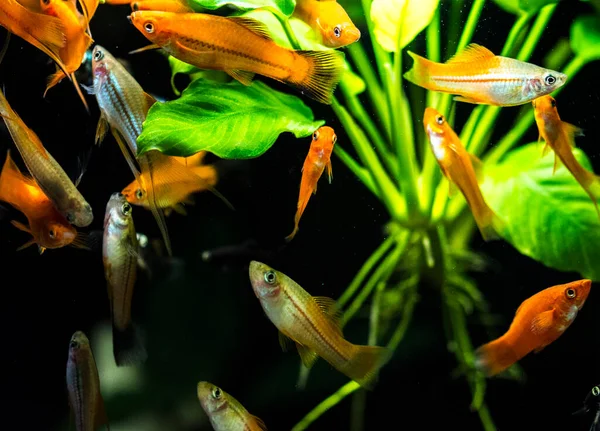 Peixes Aquário Água Doce Rabo Espada Verde Xiphophorus Hellerii Mutação — Fotografia de Stock