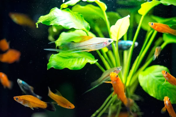 Прісноводні Акваріумні Риби Зелений Мечоносець Xiphophorus Hellicer Червоно Біла Мутація — стокове фото