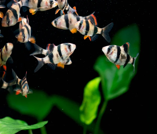 Peces Acuario Agua Dulce Corteza Tigre Sumatra Borneo Puntius Tetrazona — Foto de Stock