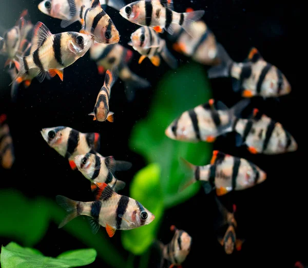 Peces Acuario Agua Dulce Corteza Tigre Sumatra Borneo Puntius Tetrazona — Foto de Stock