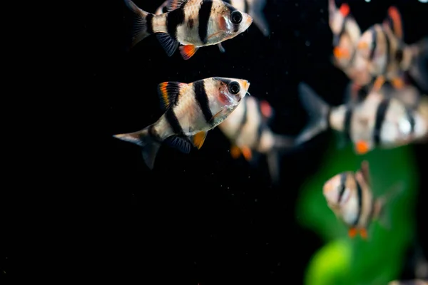 Peixes Aquário Água Doce Farpa Tigre Sumatra Bornéu Puntius Tetrazona — Fotografia de Stock