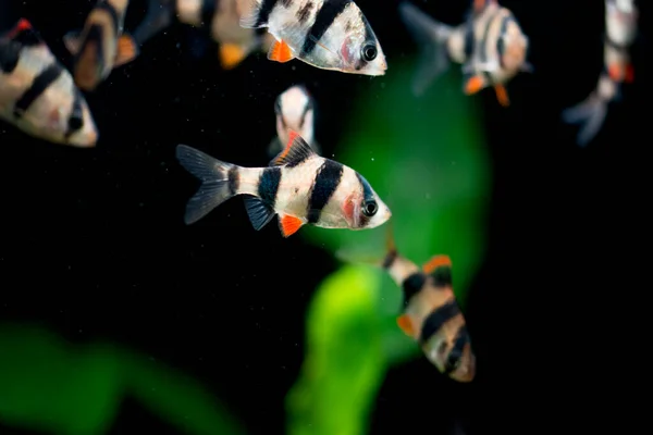 Peixes Aquário Água Doce Farpa Tigre Sumatra Bornéu Puntius Tetrazona — Fotografia de Stock