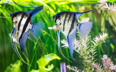 Freshwater aquarium fish, Angelfish from Amazon river, pterophyllum scallare (altum) clipart