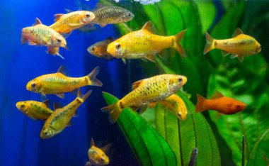Tatlı su akvaryum balığı, Sumatra, Borneo ve daha fazlası, (Puntius sp.)