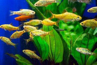 Tatlı su akvaryum balığı, Sumatra, Borneo ve daha fazlası, (Puntius sp.)